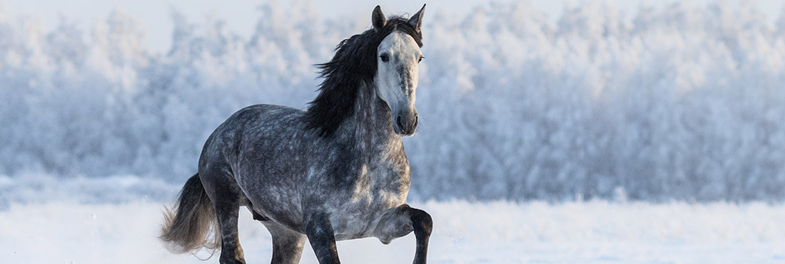 Dapple-Grey-Horse