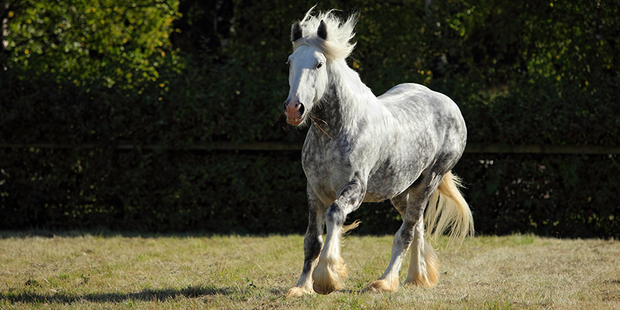 Dapple gray Percheron Draft Horse galloping in evening meadow