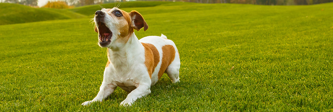 Do Dogs Ever Get Tired of Barking?