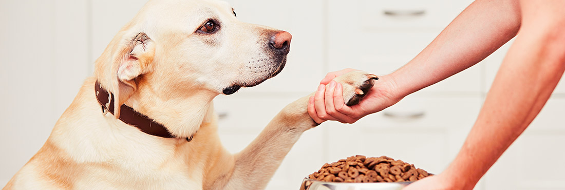 Do you Follow FDA Guidance on Hygienic Handling of Dog Food?