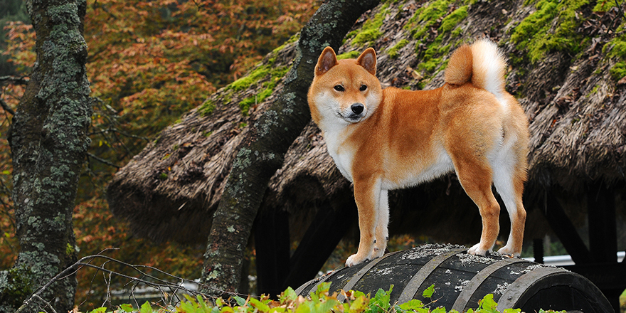 Dog breed red Shiba. He is a dog breed of Japanese origin.