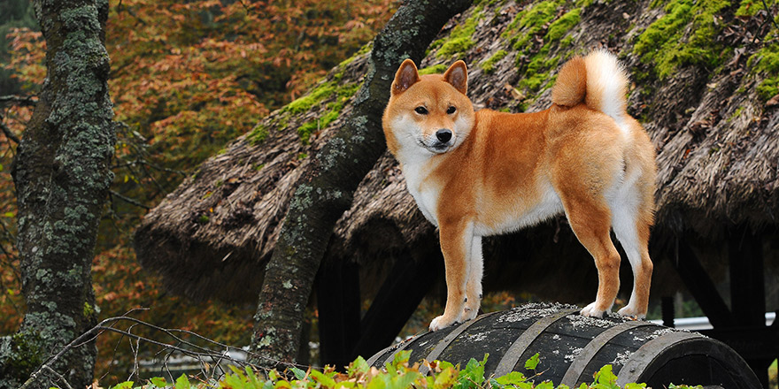 Dog breed red Shiba. He is a dog breed of Japanese origin.