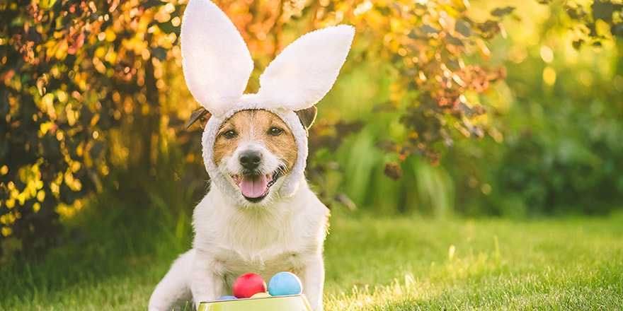 Dog dressed up with bunny ears costume for Easter celebration sitting with bawl of colorful painted eggs at sunny lawn