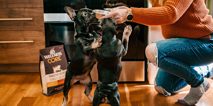 The female owner is feeding her two Frenchies Wellness Core dog food.
