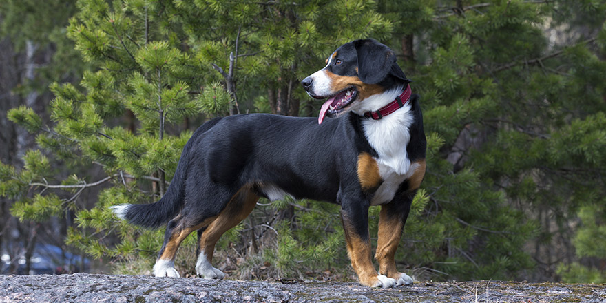 Entlebucher Sennenhund or Entlebucher Mountain Dog in the spring pine trees forest