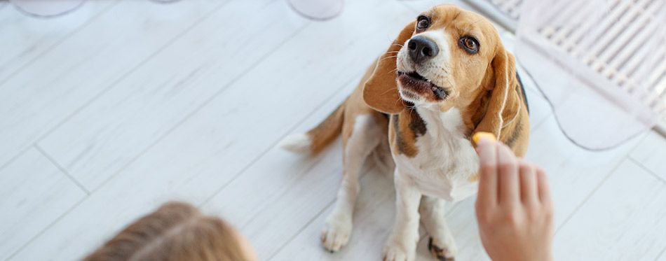 Feed your dog and cat. High quality photo