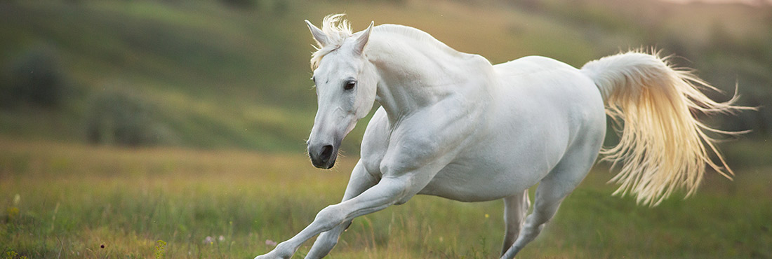 From Warhorse to Dressage Star – Read Our Guide to the Andalusian Horse