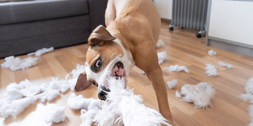 Funny playful dog destroying a fluffy pillow at home. Staffordshire terrier tearing apart a piece of homeware and enjoying the process