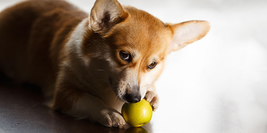 Funny red-white corgi eats a green apple on floor at home.