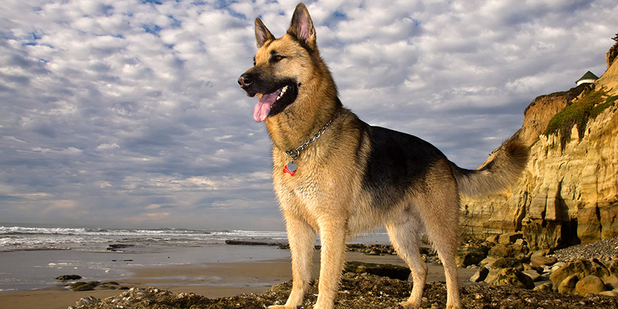 German Shepherd Rescue Dog