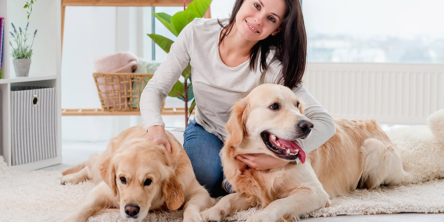 Golden retriever dogs lying on floor next to girl in light room