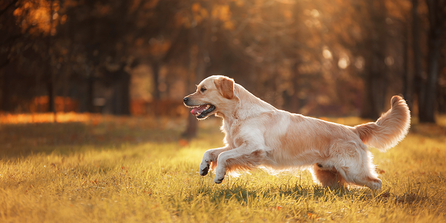 Golden retriever in autumn in the leaves.
