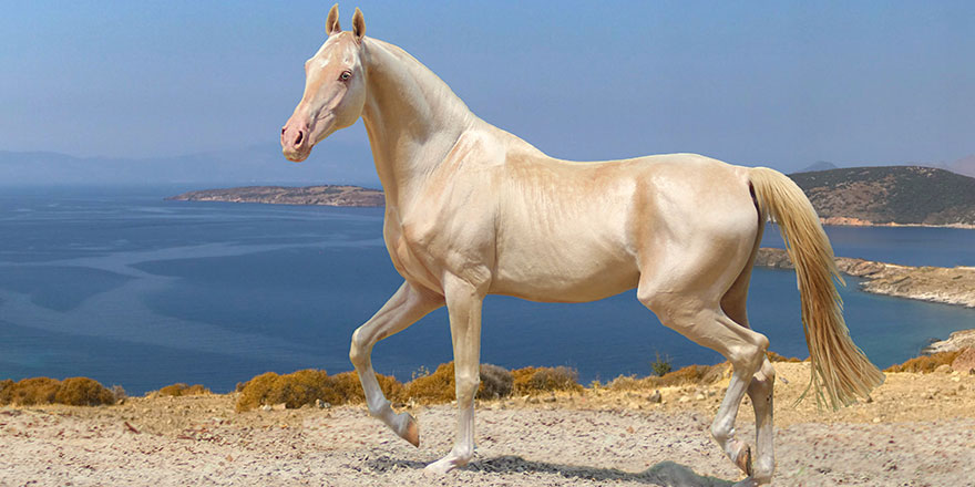 Gorgeous pearl Palomino horse on the sea cliff 