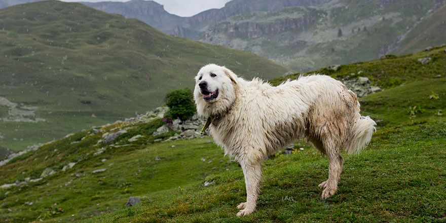 Great Pyrenees Mountain Dog