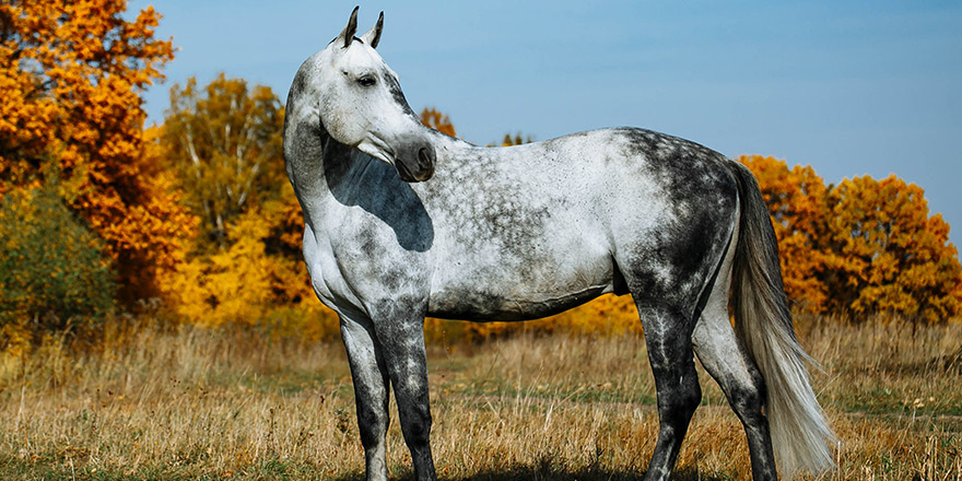 Grey RHLD breed horse standing in the field. Exterior photo, breed body type.