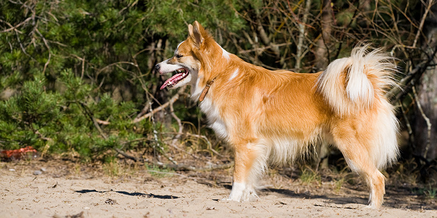 Iceland hound in a woods