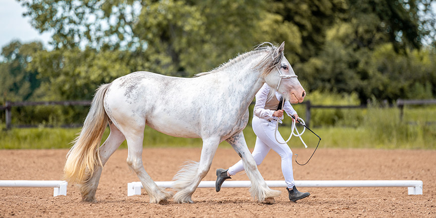 In hand horse show, beautiful black mare stallion of british nation breed Irish cob pony in motion.