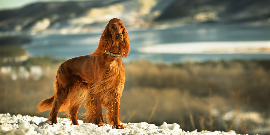 Irish Setter