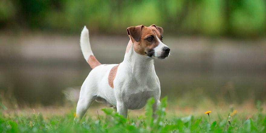 Jack Russell Terrier dog stands sideways in summer - conformation