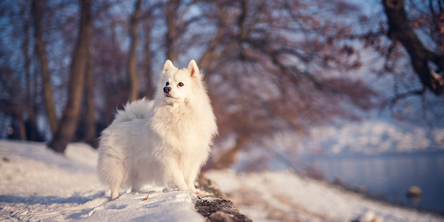 Japanese Spitz in the Park in winter