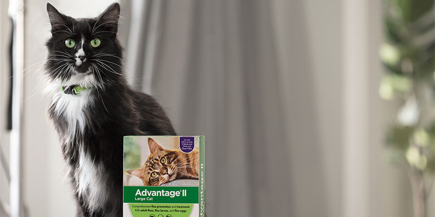 Long-haired black and white cat sitting next to the box of Advantage flea & tick treatment