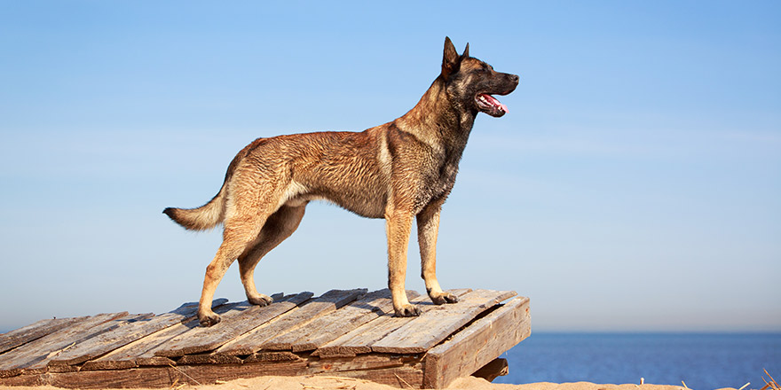 Malinois Belgian Shepherd dog