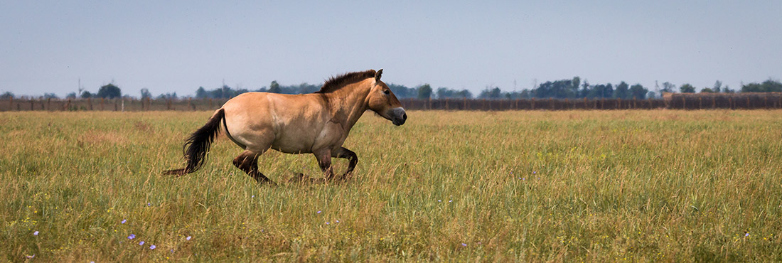Mongolian-Horse
