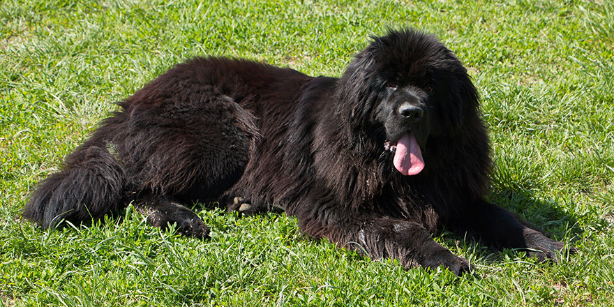 Newfoundland dog in Austria, Europe