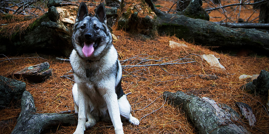 Norwegian Elkhound dog in natural environment