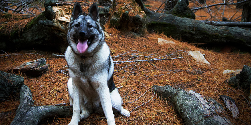 Norwegian Elkhound dog in natural environment