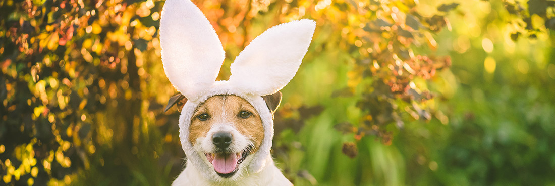 Ohio Therapy Dog Named as Cadbury’s 2022 Easter Bunny