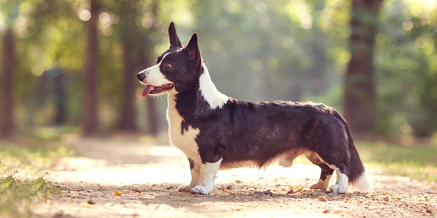 One dog with long body and short legs of welsh corgi cardigan breed with black and white coat outdoors on summer sunny day