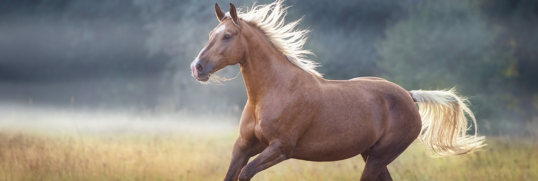 Palomino Horse: Origin, Facts, and Care
