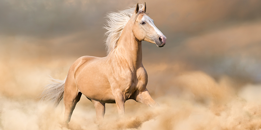 Caballo palomino con una larga carrera rubia en el polvo