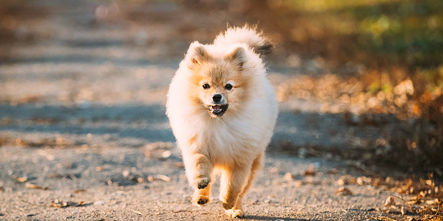 Pomeranian