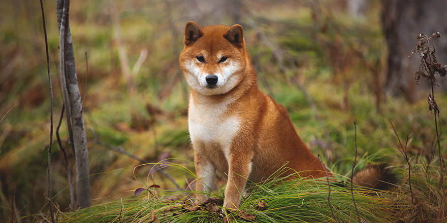 Portrait of Beautiful and happy shiba inu dog sitting on the grass in the forest in autumn. 