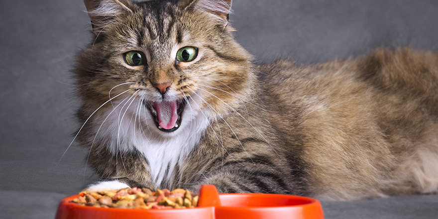 Portrait of a Siberian cat opened his mouth in surprise and looking on a bowl full of dry food on a gray background