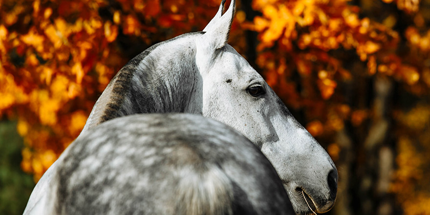 Portrait of a beautiful grey horse without mane looks back on autumn background, head closeup.
