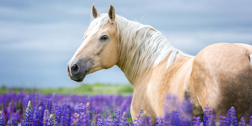 Retrato de un caballo palomino claro en un campo de lavanda