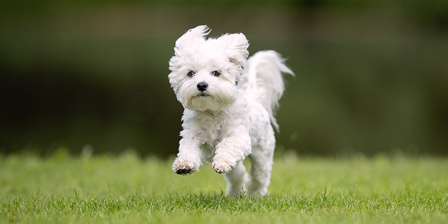 Portrait of beautiful dog breeds