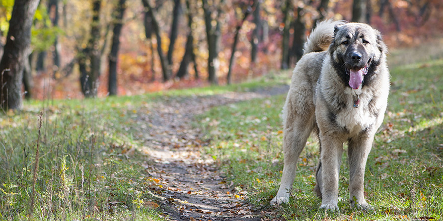 Portrait of the Caucasian Shepherd Dog