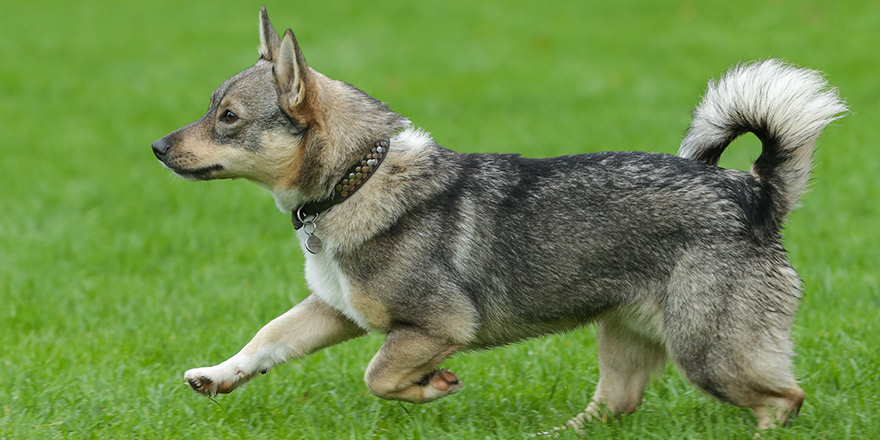 Portrait of typical Swedish Vallhund running during an agility training.