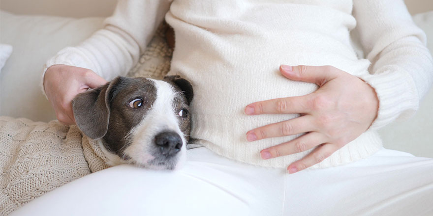 Pregnant Woman Belly With Dog