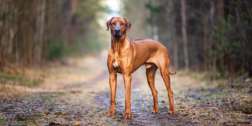 Rhodesian Ridgeback