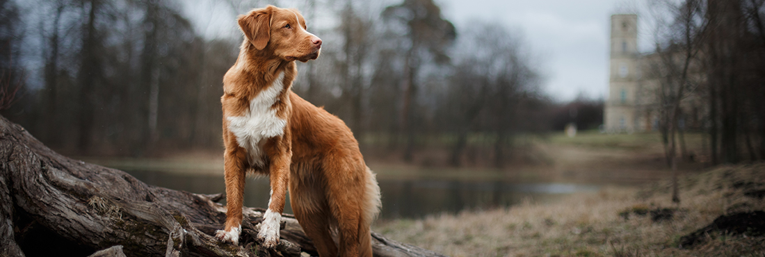 Seeing Red Your Guide to 15 of the Best Red Dog Breeds