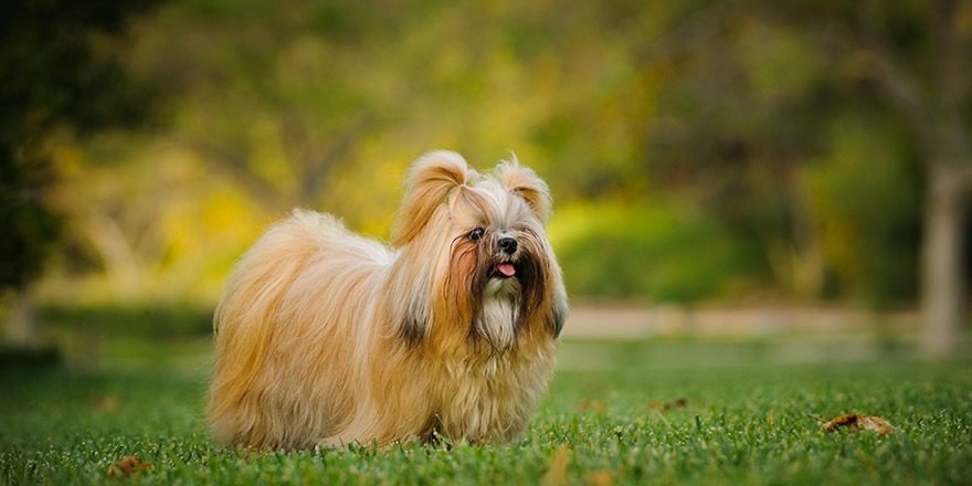Shih Tzu dog with long groomed hair, outdoor portrait in grass