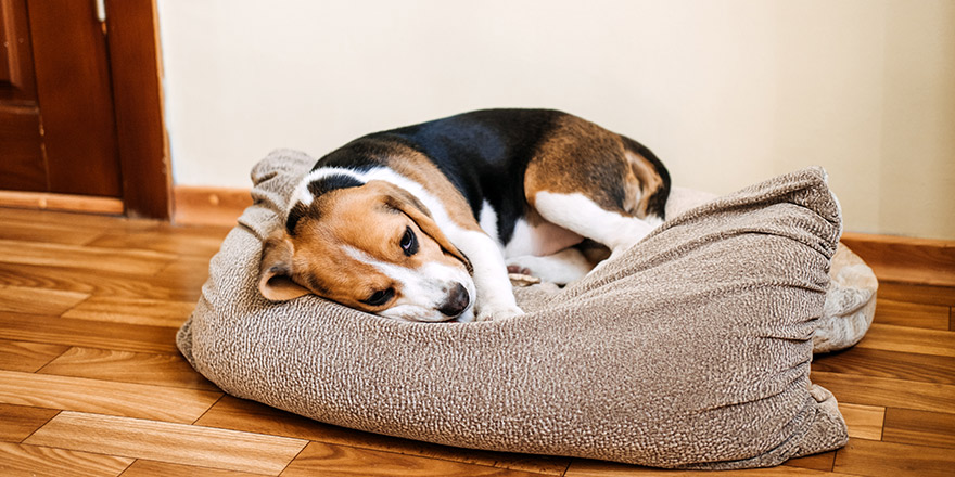 Sick Beagle Puppy is lying on dog bed on the floor. 