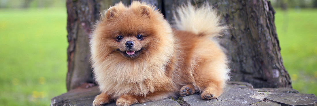 Spitz Dog Breeds