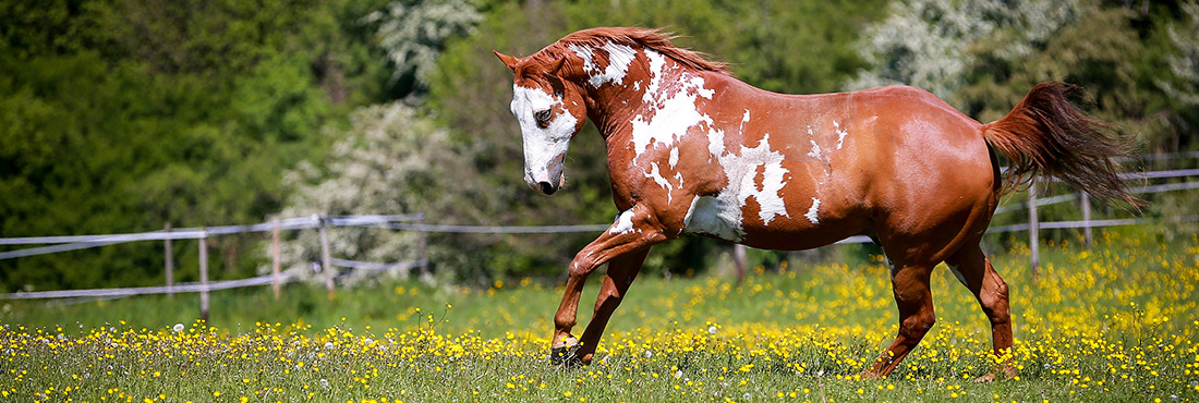 Spot the Appeal – Our In-Depth Breed Guide to the Stunning Appaloosa Horse