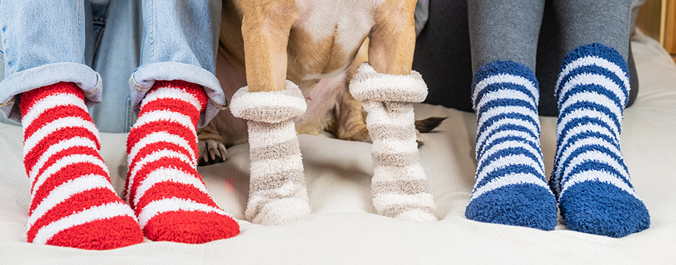 Staffordshire terrier and two people sitting on the bed wearing similar striped socks.